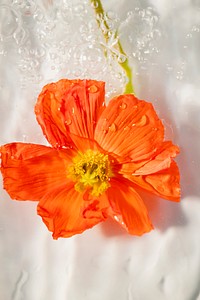 Close up of red poppy flower with water drops