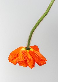 Close up of red poppy flower hanging upside down invitation card