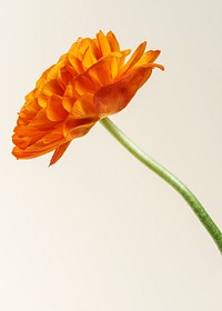 Blooming orange ranunculus flower 