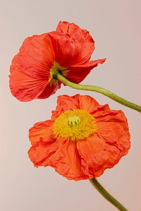 Close up of red poppy flowers on beige background