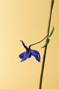Single dark blue delphinium flower with leaves on a cream background