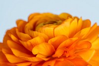 Blooming orange ranunculus flower macro photography 