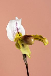 Close up of white Cymbidium Orchid on pink background