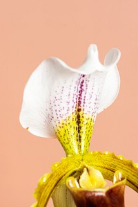 Close up of white Cymbidium Orchid on orange background