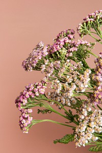Blooming pink yarrow flowers 