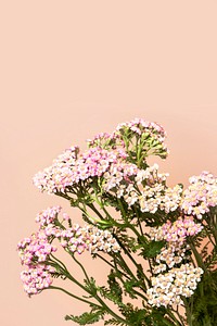 Blooming pink yarrow flowers 