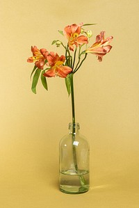 Natural orange Alstroemeria HipHop flower in glass bottle