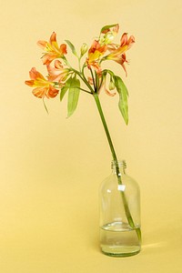 Natural orange Alstroemeria HipHop flower in glass bottle