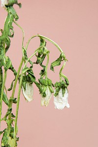 Wither white Campanula flower isolated on background