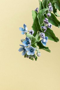 Fresh blue Tweedia Oxypetalum flower