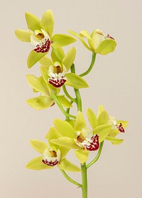 Close up of yellow Cymbidium Orchids invitation card