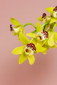 Close up of yellow Cymbidium Orchids on pink background