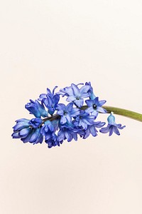 Beautiful blue delphinium flower on a shaded background