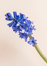 Blooming blue delphinium flower on a shaded background