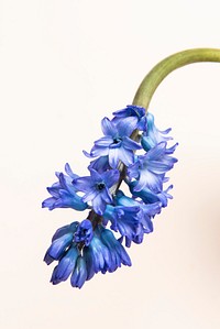 Beautiful blue delphinium flower on a shaded background