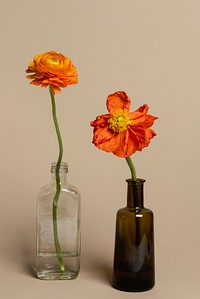 Blooming orange ranunculus flowers in a bottle vase 