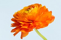 Blooming orange ranunculus flower 