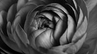 Monotone ranunculus flower macro photography
