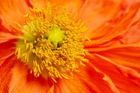 Close up of red poppy flower pollen