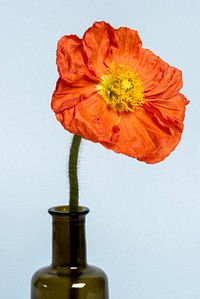 Red poppy flower in a vase on blue background