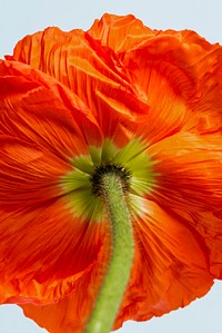 Close up of red poppy flower