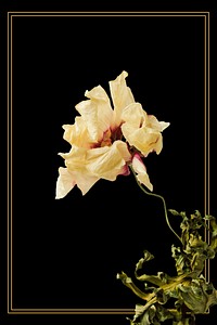 Gold frame with a dried anemone flower on a black background