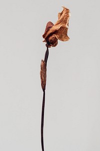 Dried cymbidium orchid flower on a graybackground