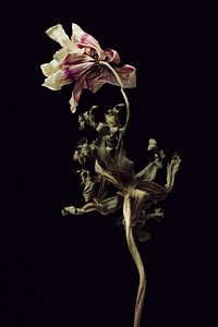 Dried anemone flower on a black background