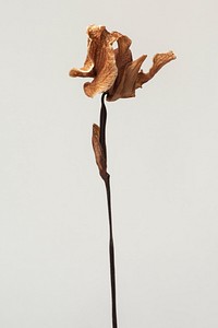 Dried cymbidium orchid flower on a graybackground