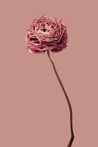 Dried pink buttercup flower on a pink background