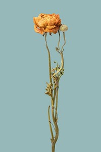 Dried orange ranunculus flower  on a blue background