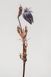 Dried blue thistle flower on a gray background