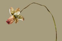 Dried poppy flower on a brown background