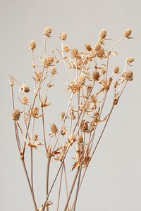 Dried thistle branch on a gray background