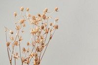 Dried thistle branch on a gray background