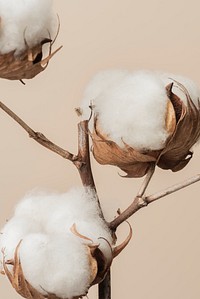 Dried fluffy cotton flower branch on a beige background