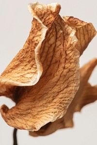 Dried cymbidium orchid flower on a graybackground