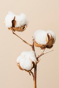 Dried fluffy cotton flower branch on a beige background