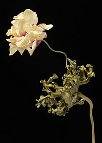 Dried anemone flower on a black background