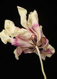 Dried anemone flower on a black background