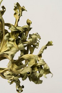 Dried green anemone leaf on a gray background