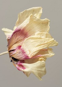 Dried anemone flower on a gray background