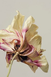 Dried anemone flower on a gray background