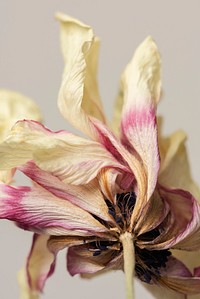 Dried anemone flower on a gray background