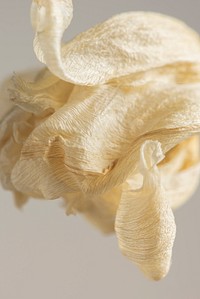 Dried tulip flower on a gray background