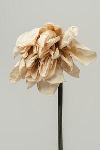 Dried tulip flower on a gray background