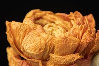 Dried orange ranunculus flower  on a black background