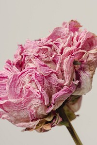 Dried pink peony flower on a gray background