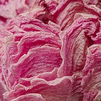 Dried pink peony flower macro shot