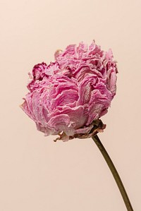 Dried pink peony flower on beige background